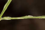 Southern crabgrass